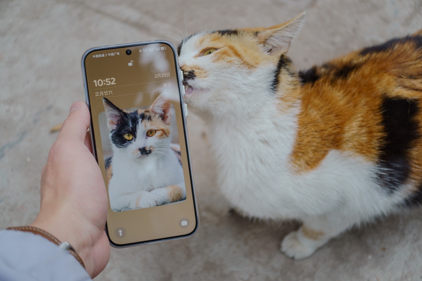The Joy of Customizing Your Digital Companion