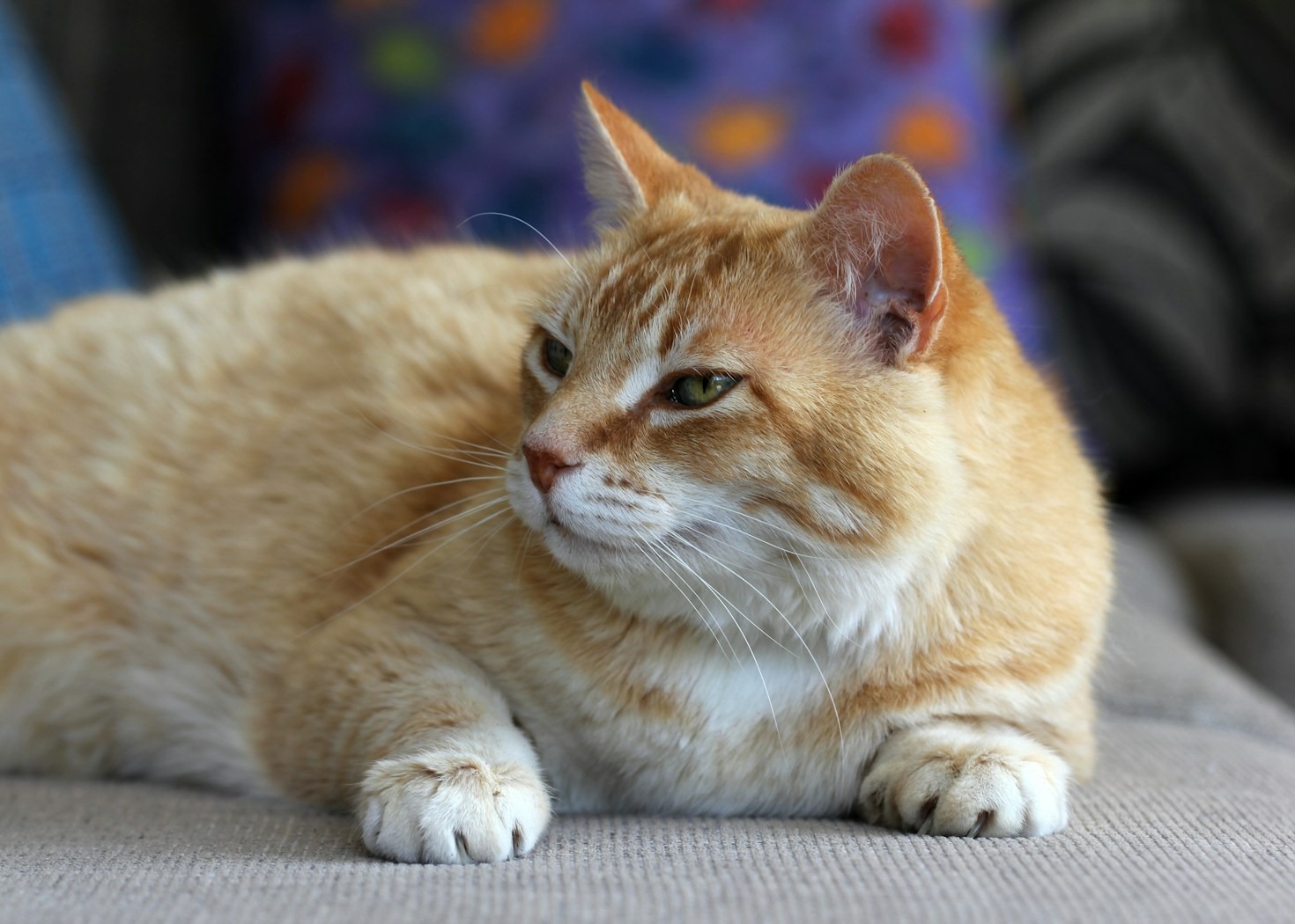 Exploring the Thriving Petjah Community