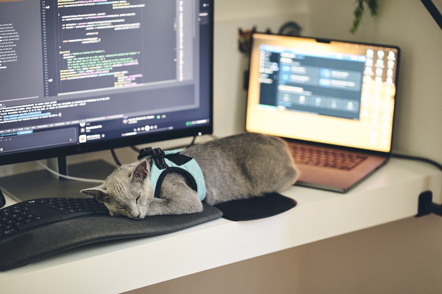 Tips for Beginners: Starting Your Petjah Journey